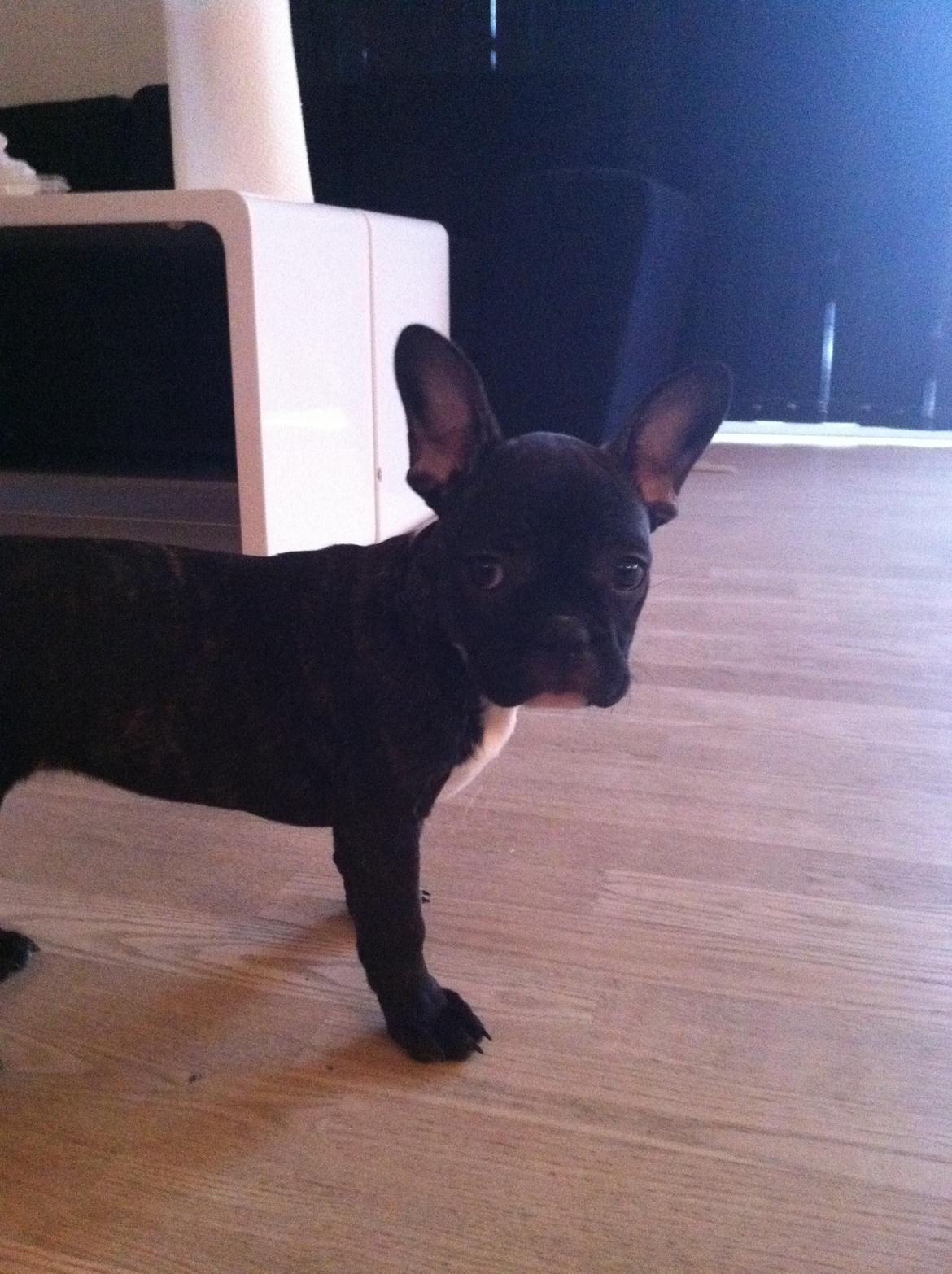 Fransk bulldog Bella (Bella von prut) billede 4