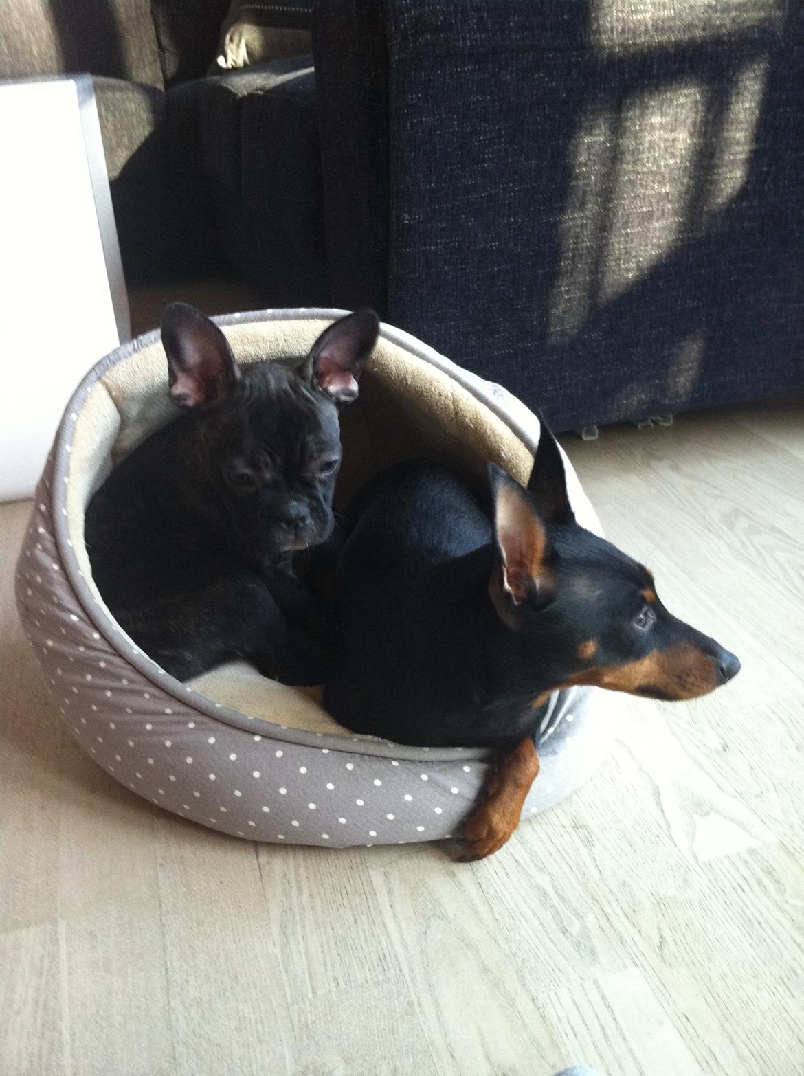 Fransk bulldog Bella (Bella von prut) billede 5