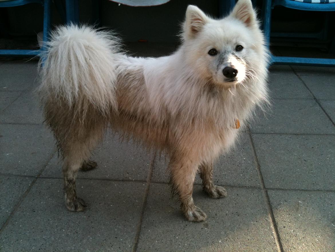 Japansk spids - Chiko - Chiko efter han havde været i mosen :-) '2011
Foto - Mig. billede 21