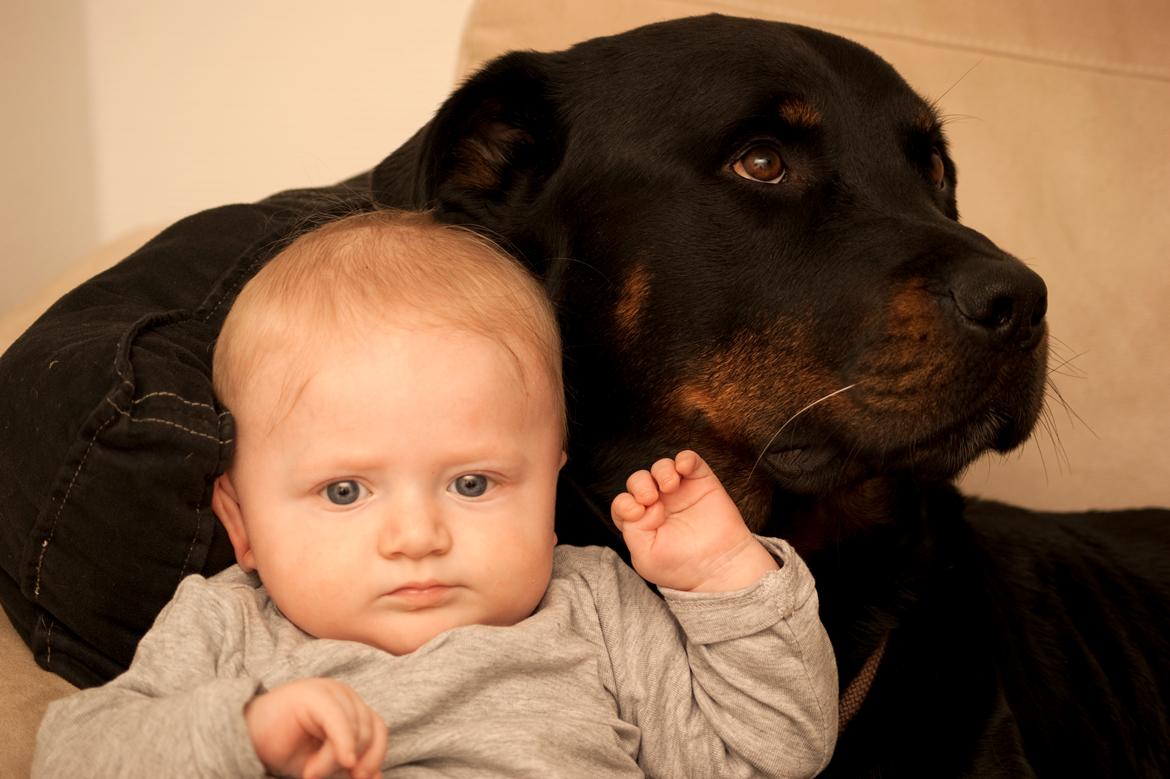 Rottweiler Simba - Christian hygger lige lidt med sin storebror simba på 4,5 år billede 1