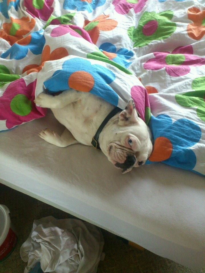 Fransk bulldog Fru Ludvig billede 13