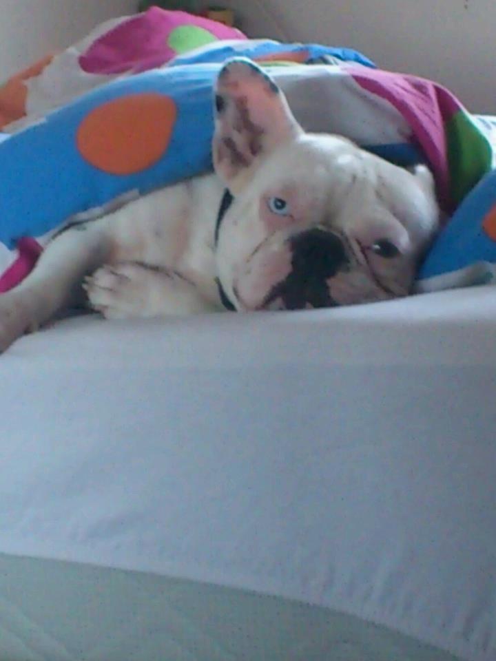 Fransk bulldog Fru Ludvig billede 15