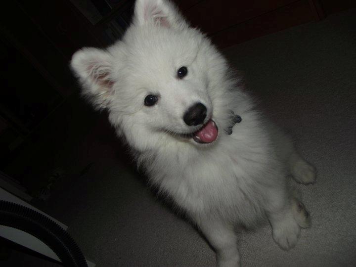 Japansk spids - Chiko - Chiko som lille :-) '2010
Foto - Nynne billede 12