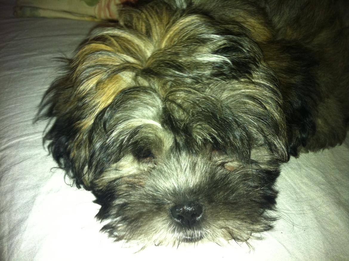 Blanding af racer Buller - Flader lidt ud... billede 1