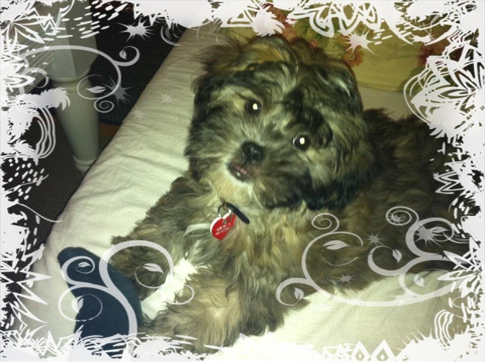 Blanding af racer Buller - Underbid har vel sin charme... billede 2