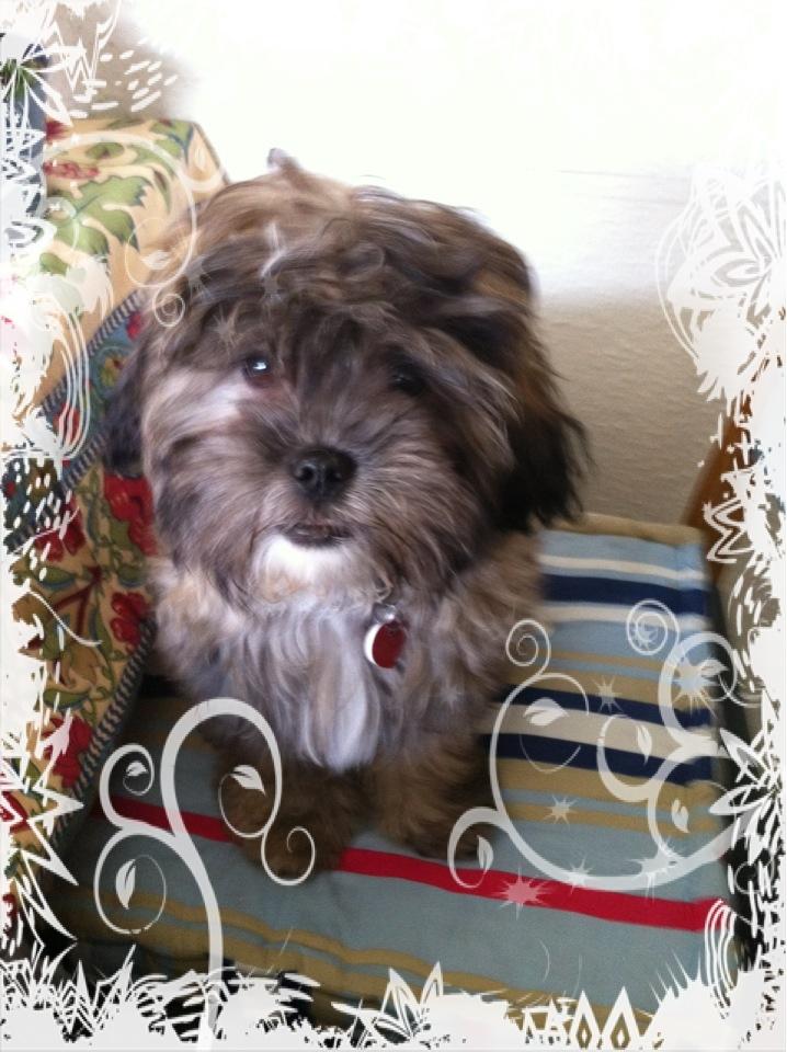 Blanding af racer Buller - Har min helt egen plads vd morgenbordet! billede 3