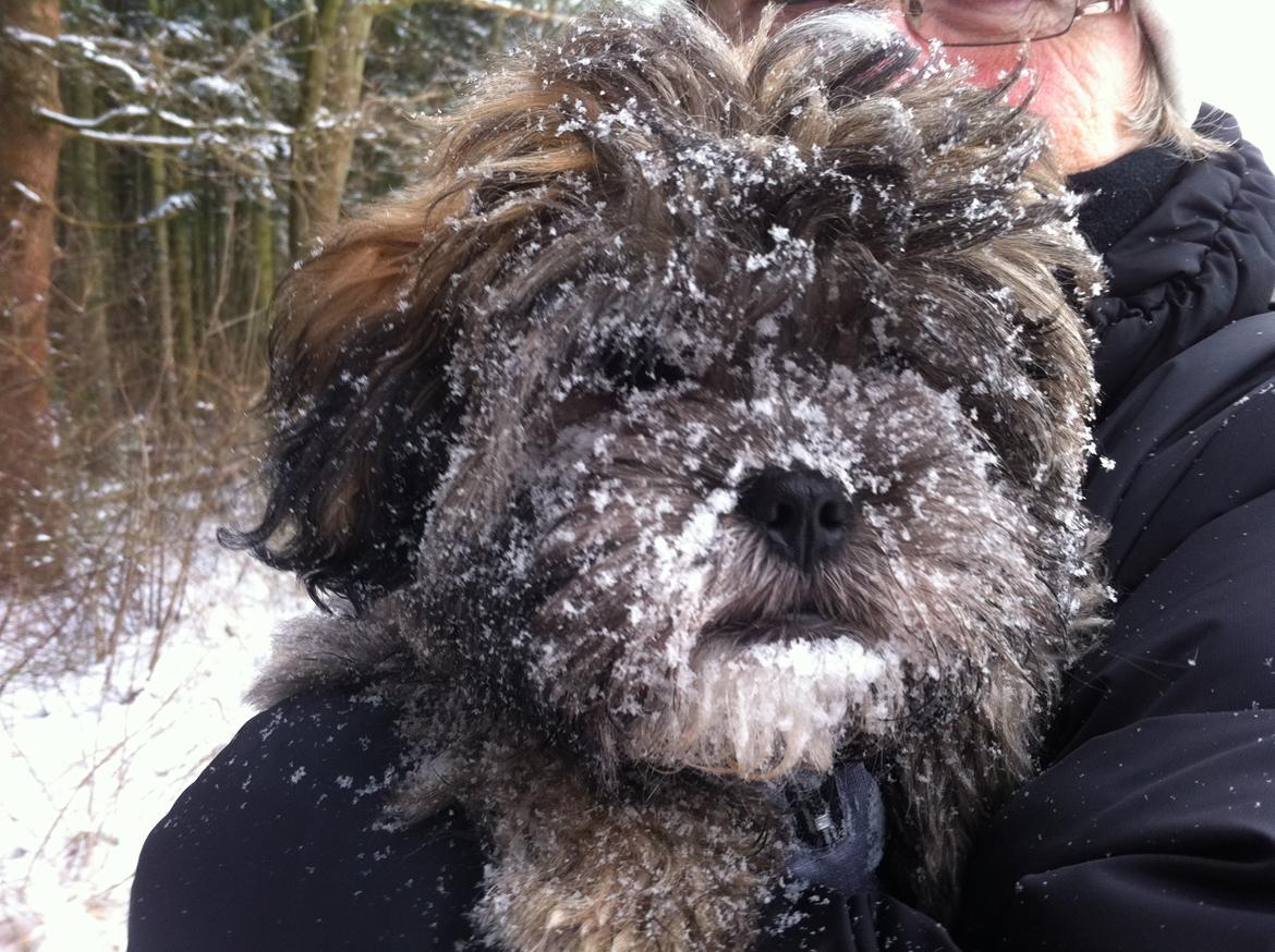 Blanding af racer Buller - Første sne-skovtur billede 4