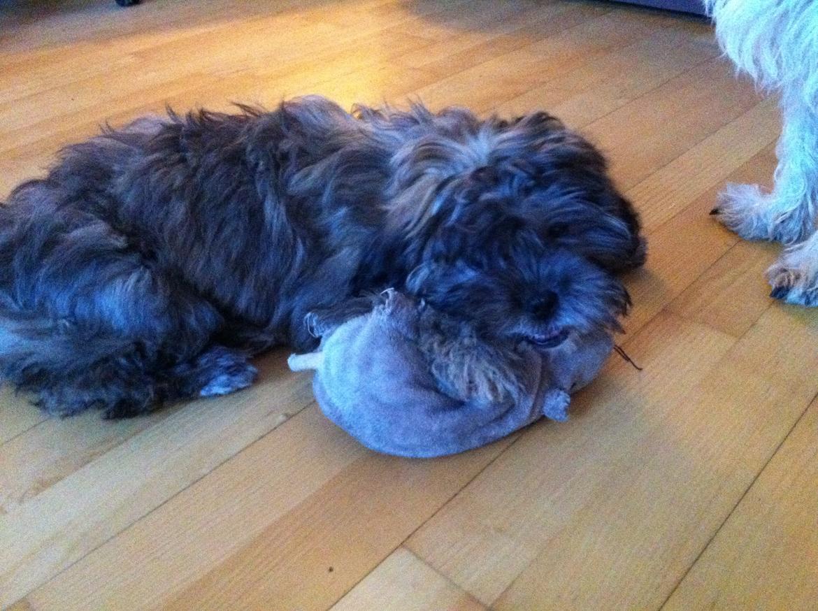 Blanding af racer Buller - Nyder Wilmas rotte... billede 5