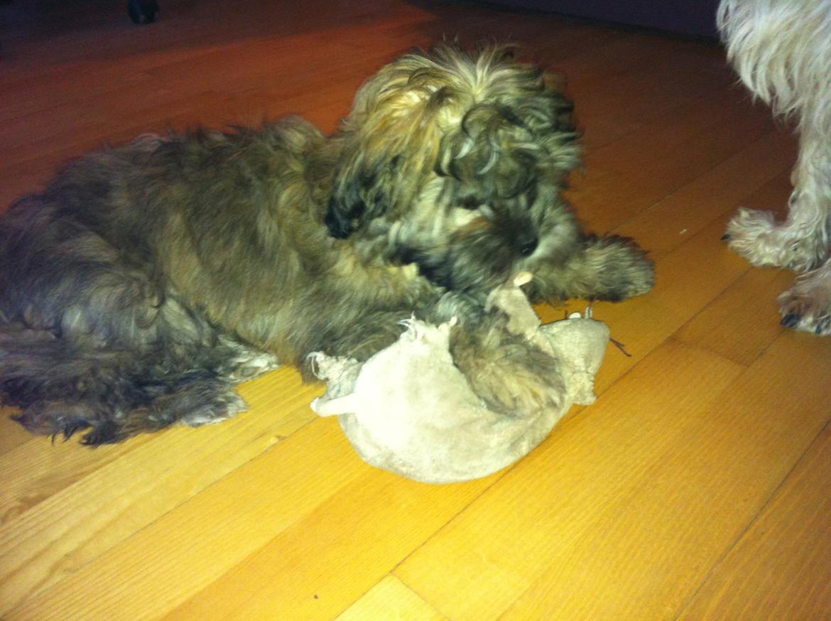 Blanding af racer Buller - Rotte elemineret!! billede 6