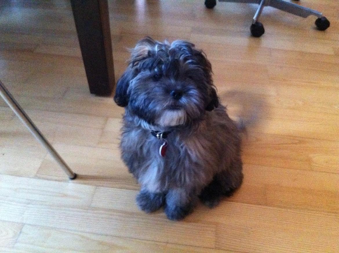 Blanding af racer Buller - Herren posere.... Tag nu det billede...! billede 7