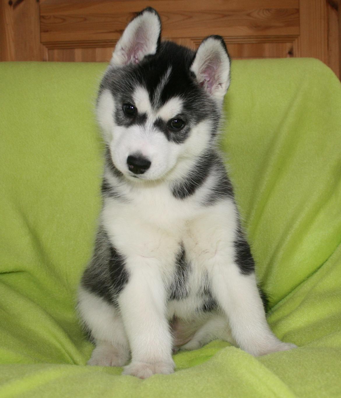 Siberian husky Diva billede 4