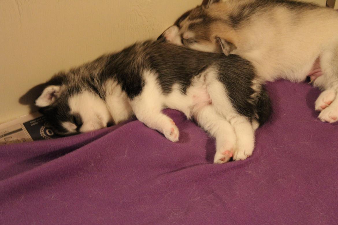 Siberian husky Diva billede 5