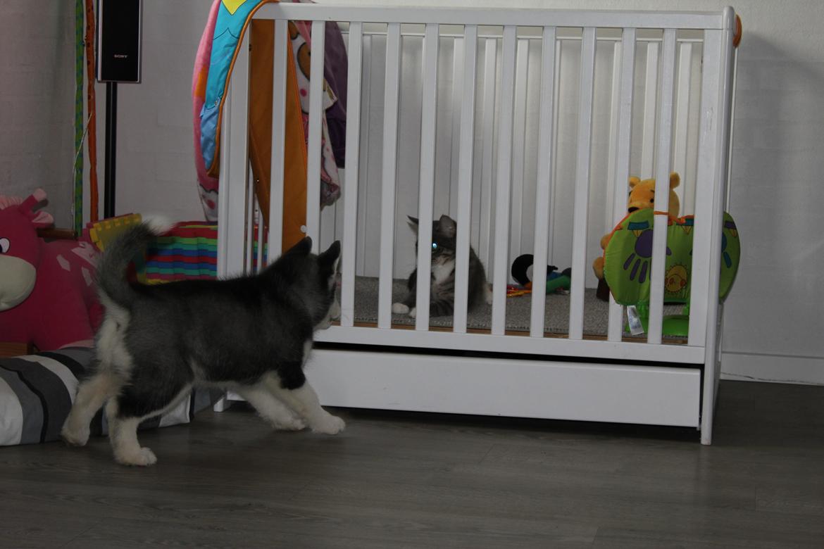 Siberian husky Diva billede 6
