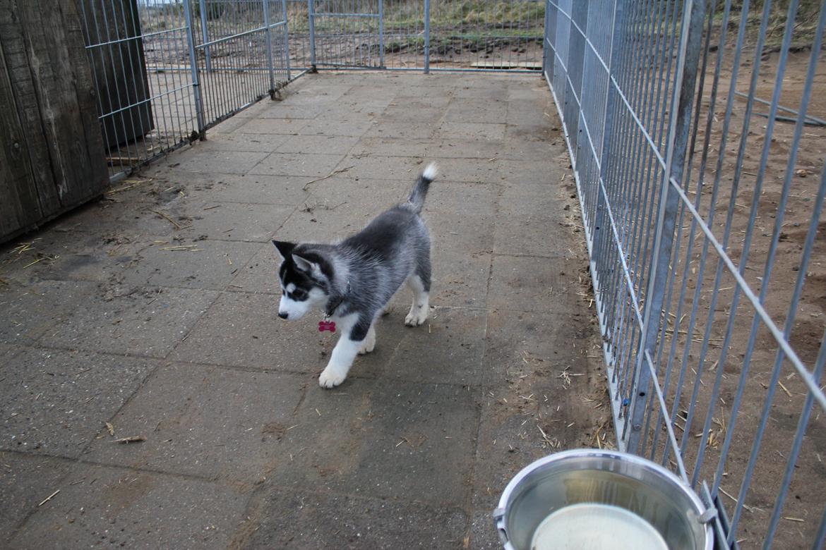 Siberian husky Diva billede 7