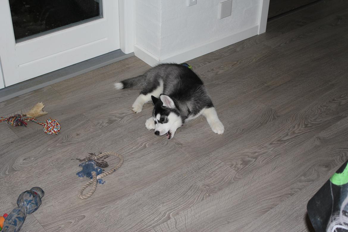 Siberian husky Diva billede 8