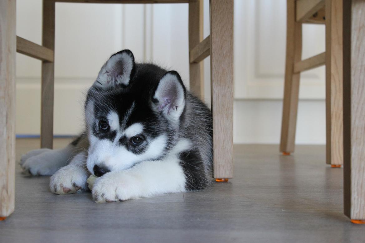 Siberian husky Diva billede 10