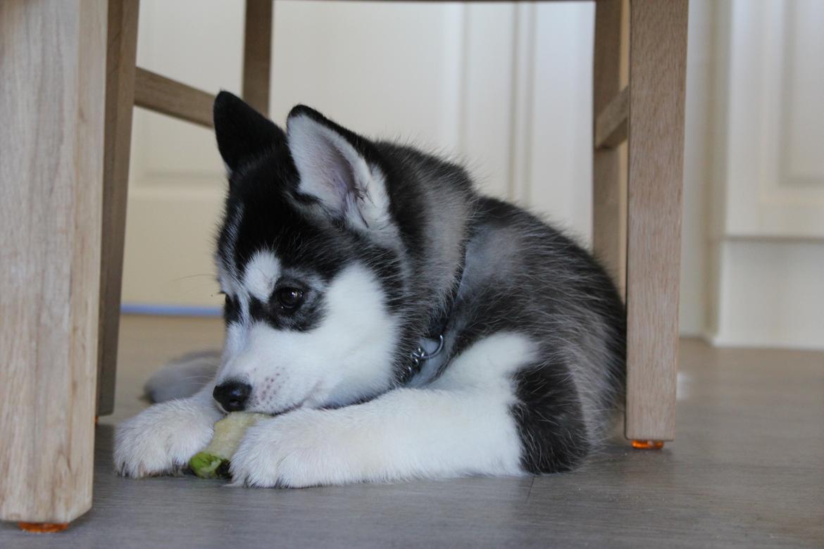 Siberian husky Diva billede 11