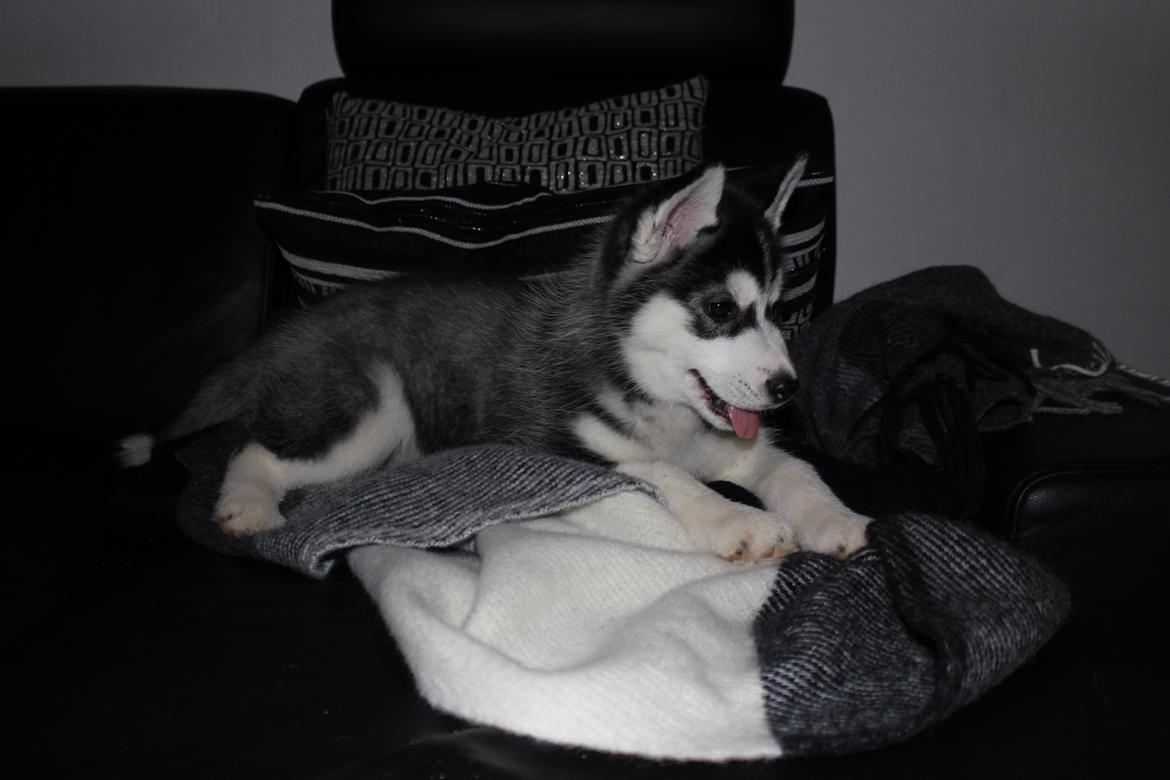 Siberian husky Diva billede 12