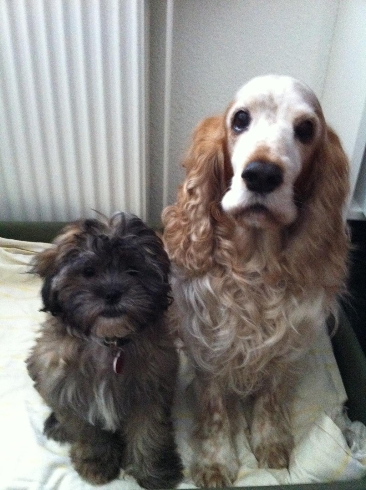 Blanding af racer Buller - Min nye bedste ven og jeg selv, "Loppen"! billede 8