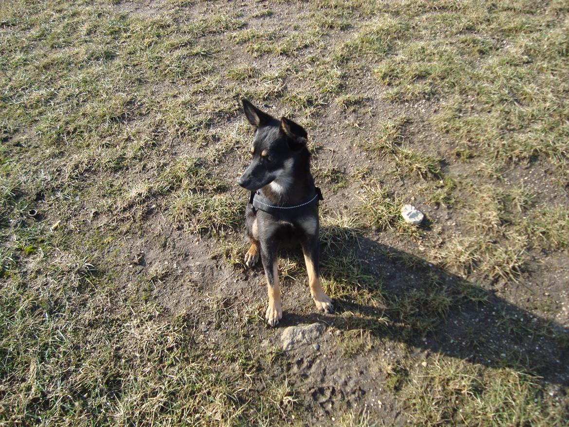 Blanding af racer lille birger billede 2