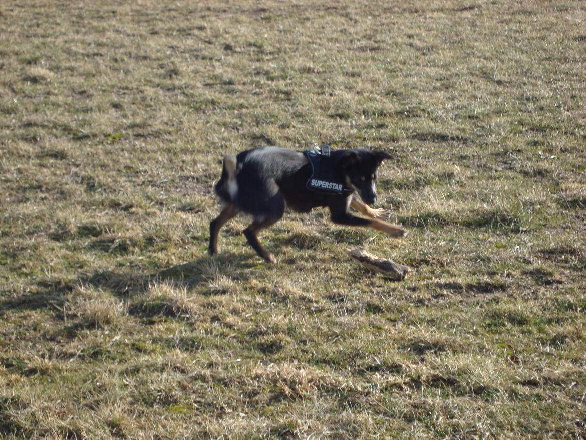 Blanding af racer lille birger billede 3