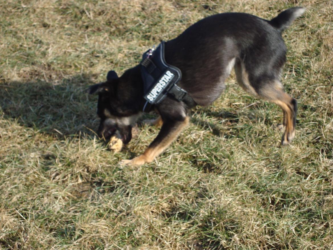 Blanding af racer lille birger billede 4