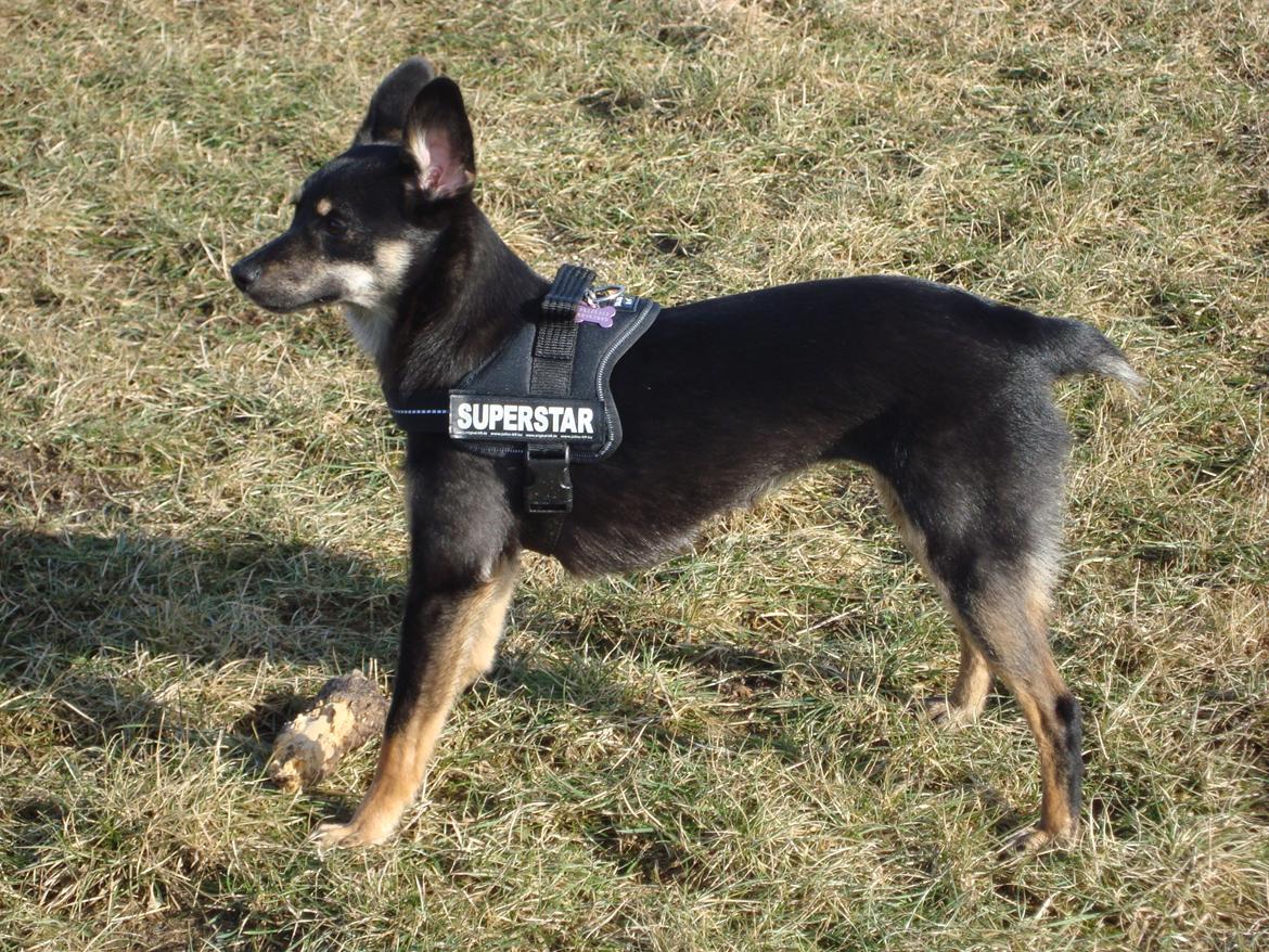 Blanding af racer lille birger billede 5