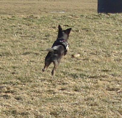 Blanding af racer lille birger billede 7