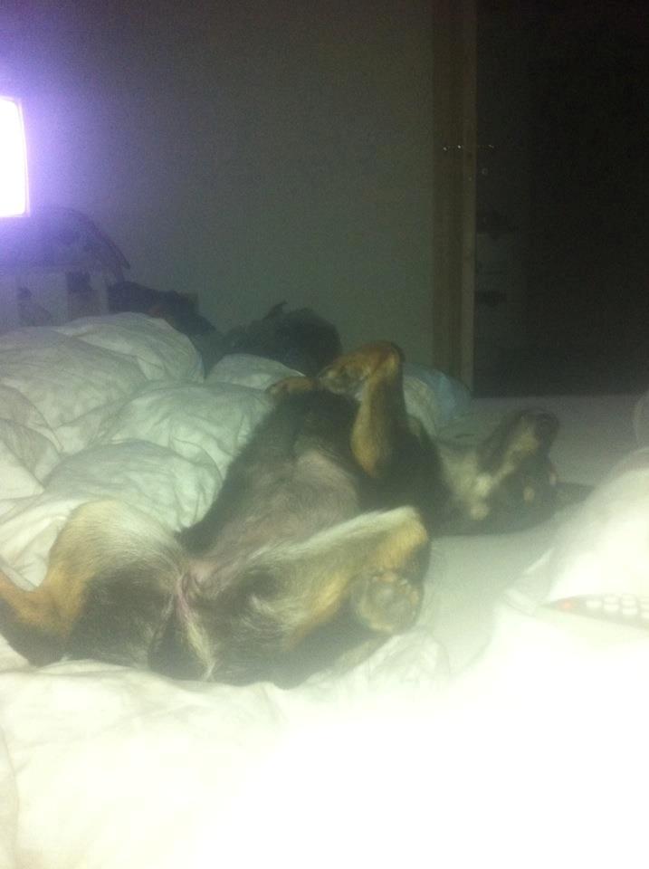 Blanding af racer lille birger billede 9