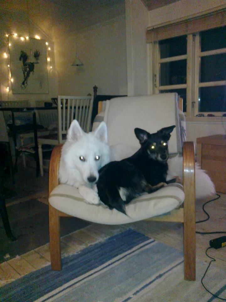 Blanding af racer lille birger billede 10