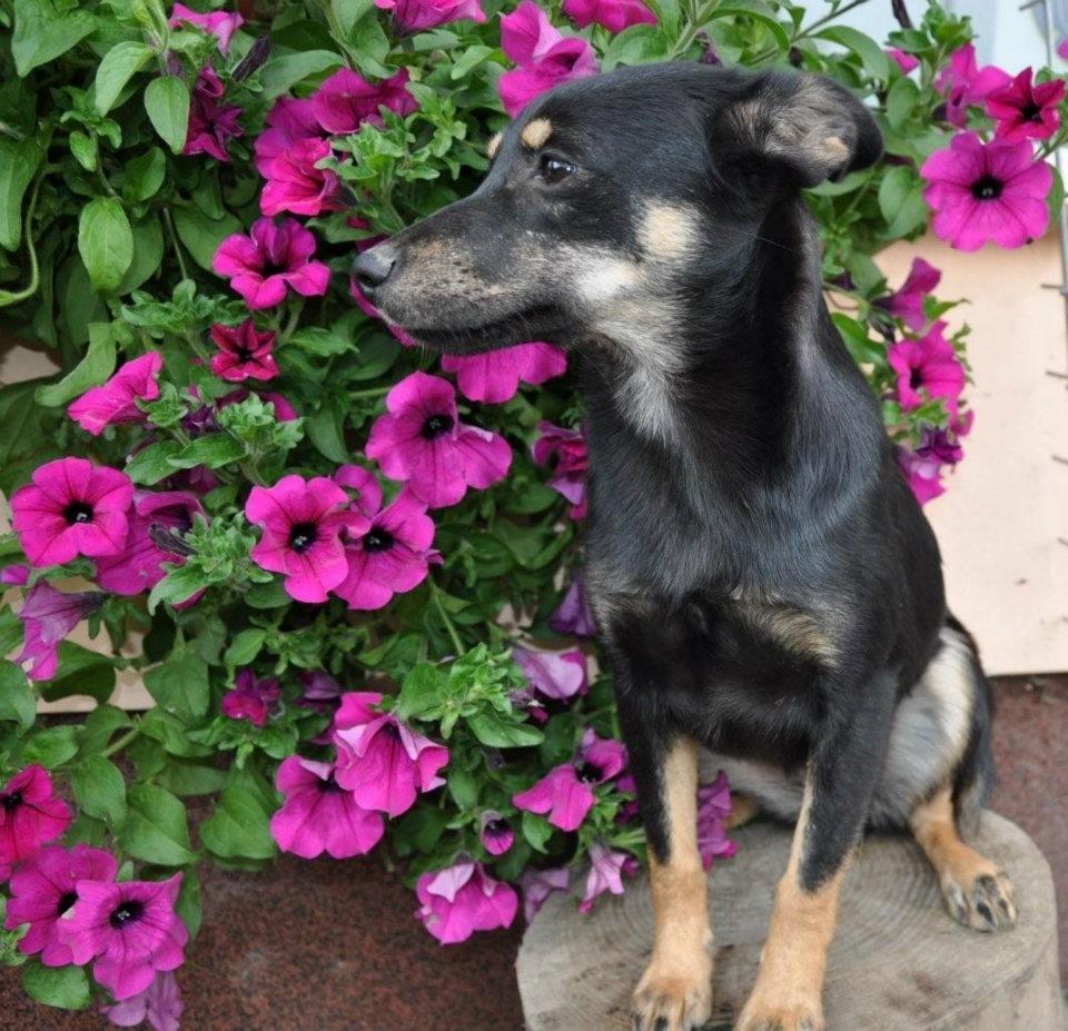 Blanding af racer lille birger - Billede fra internatet i Polen billede 11