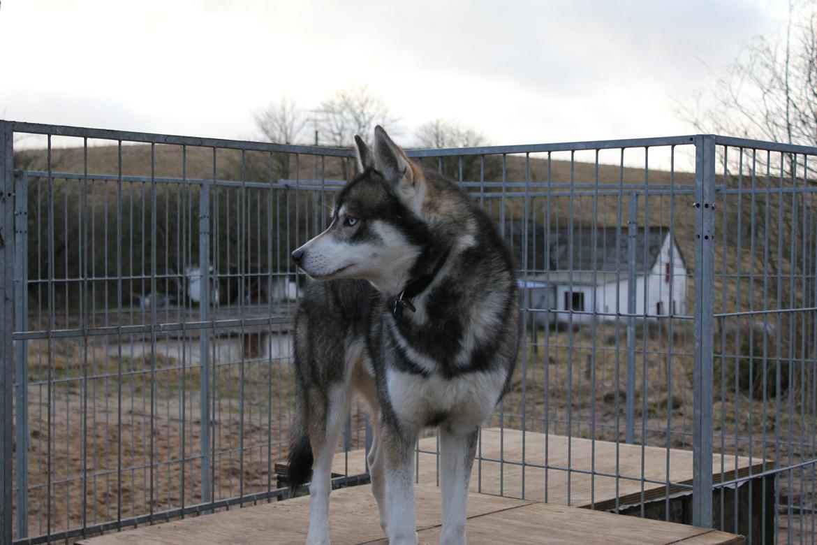 Siberian husky Haicko billede 1