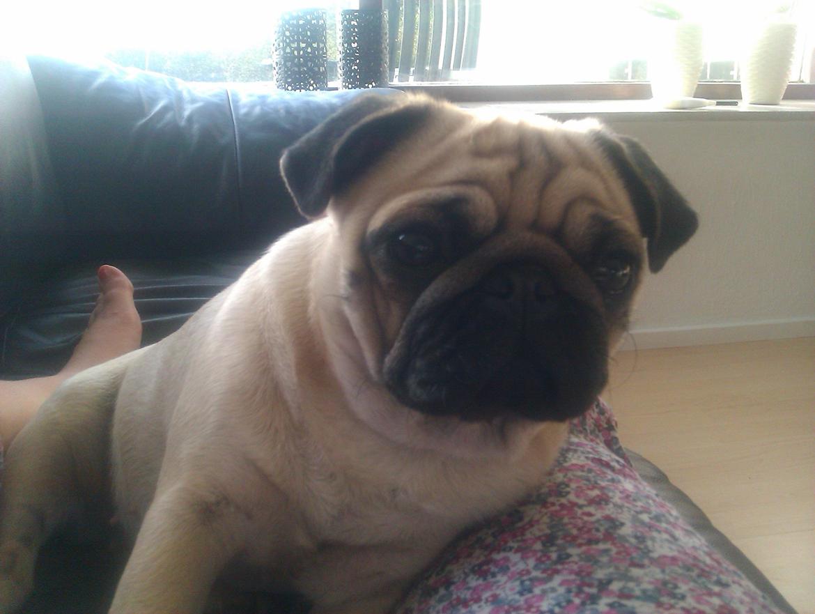 Mops Snappy billede 1