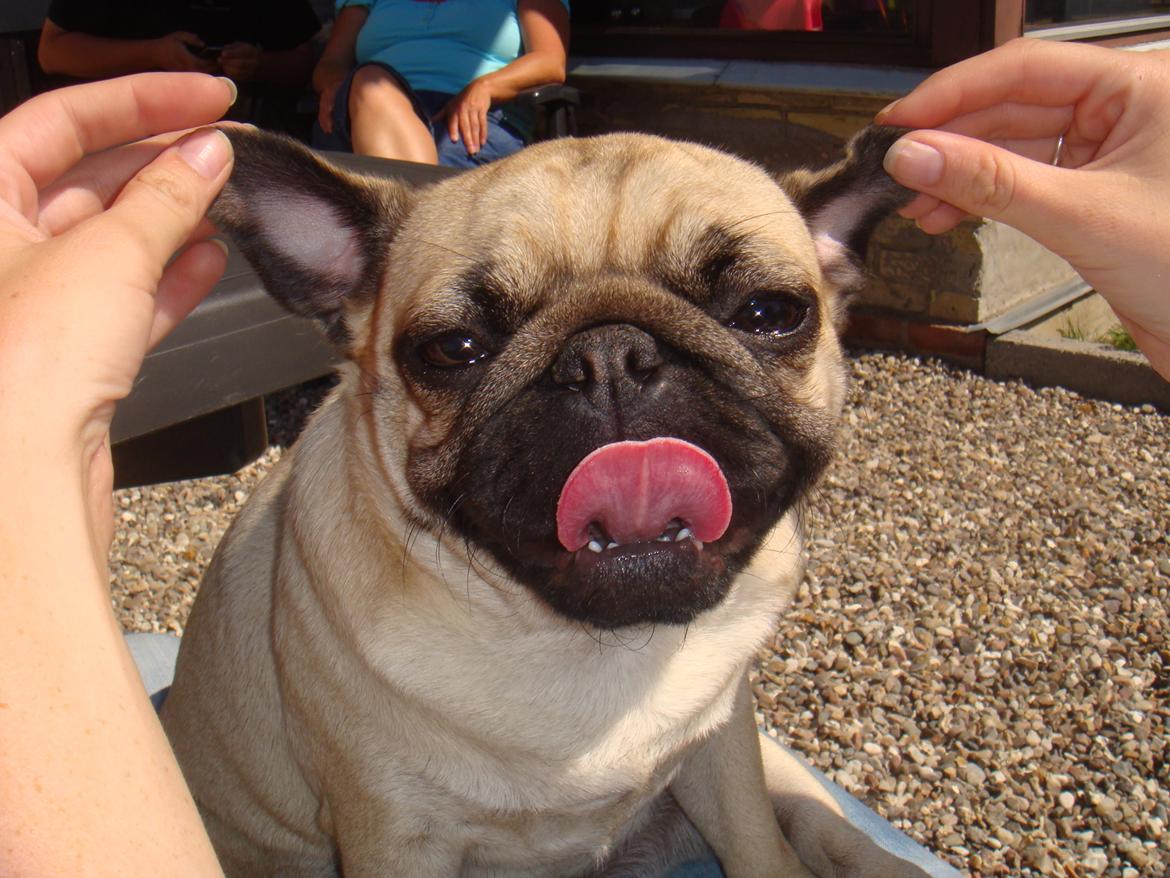 Mops Snappy - Mor og jeg pjatter. billede 2