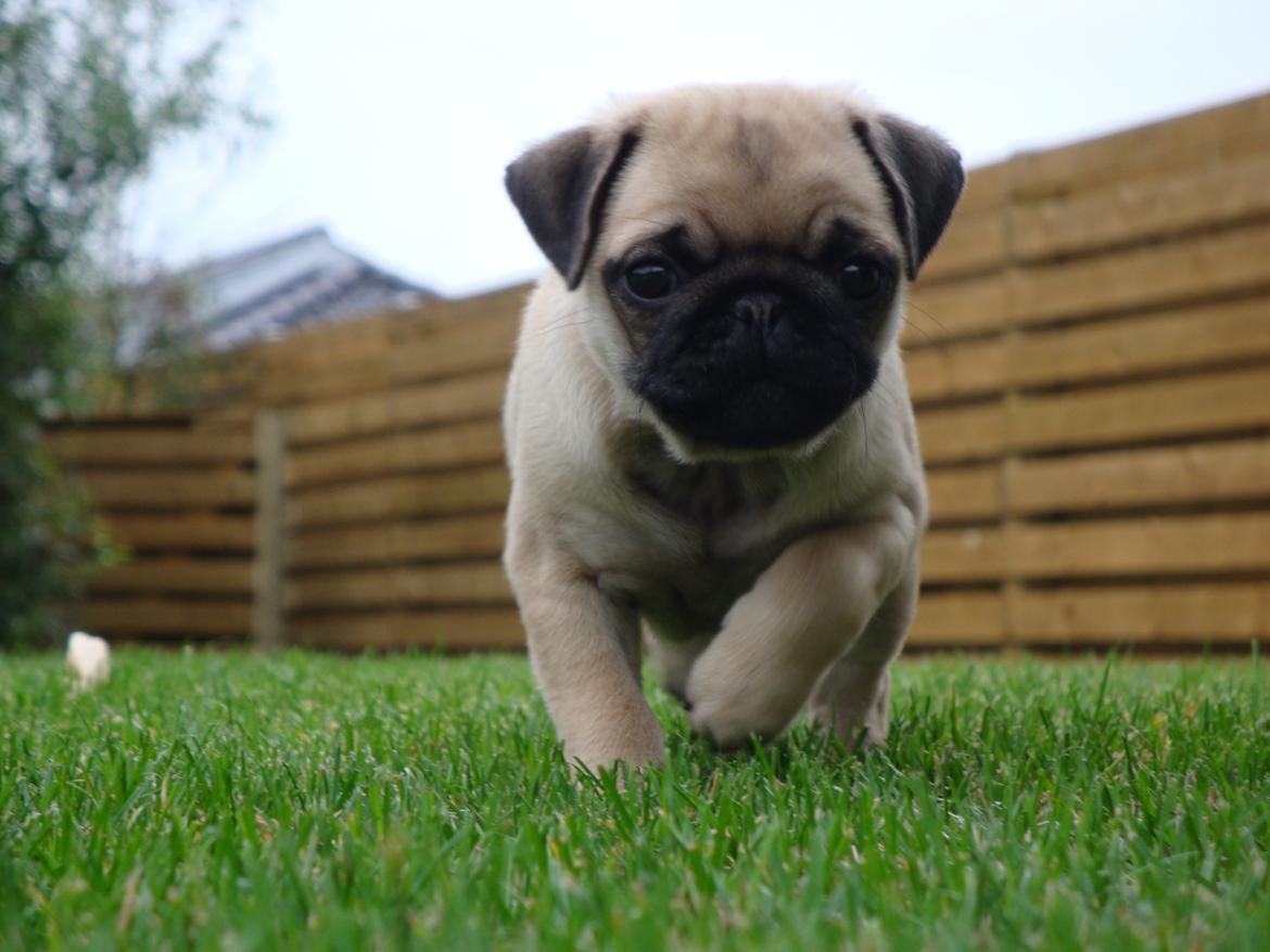 Mops Snappy billede 3