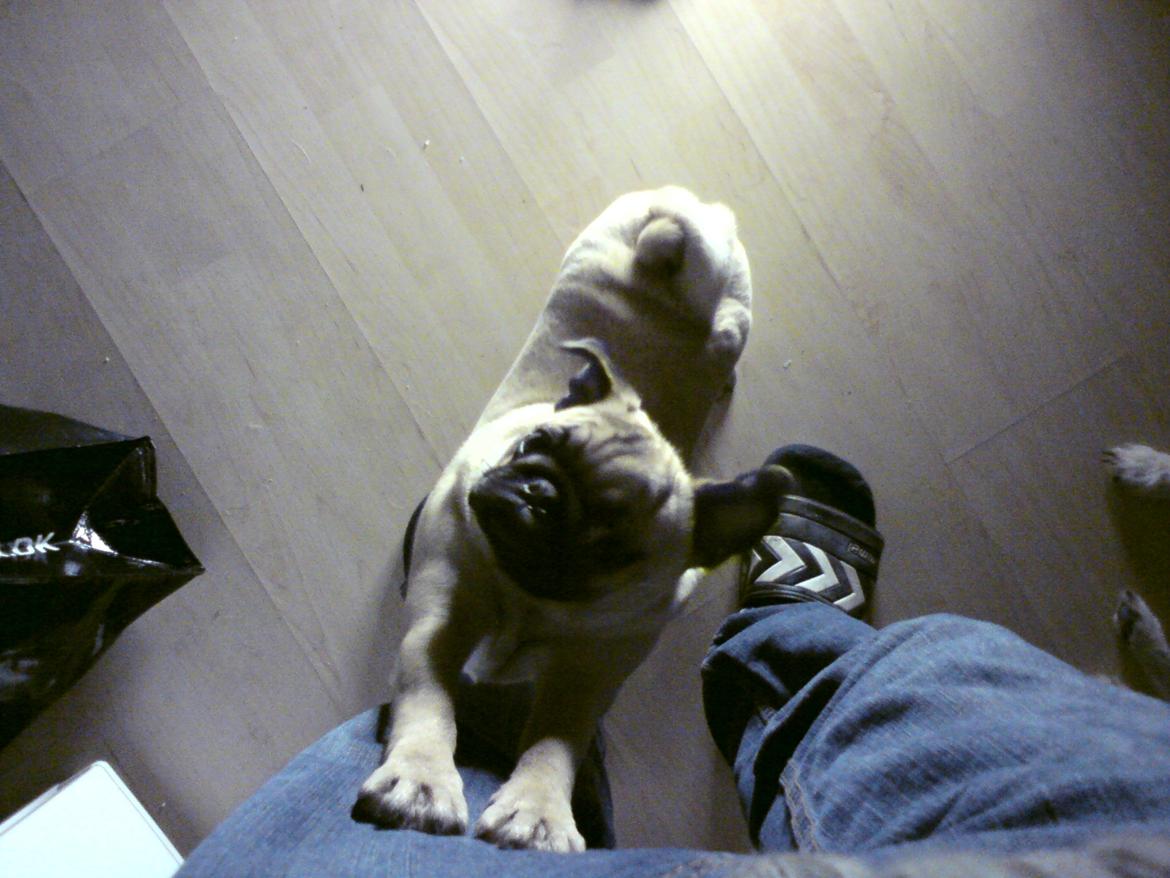 Mops Snappy - Uhh, det er så dejligt at strække mig. billede 4