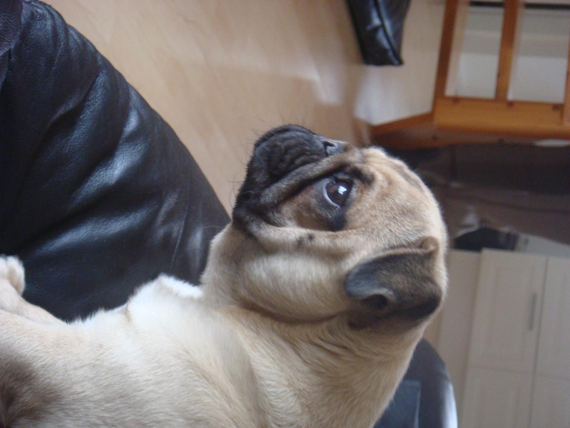 Mops Snappy - jeg sidder lige og stener billede 5