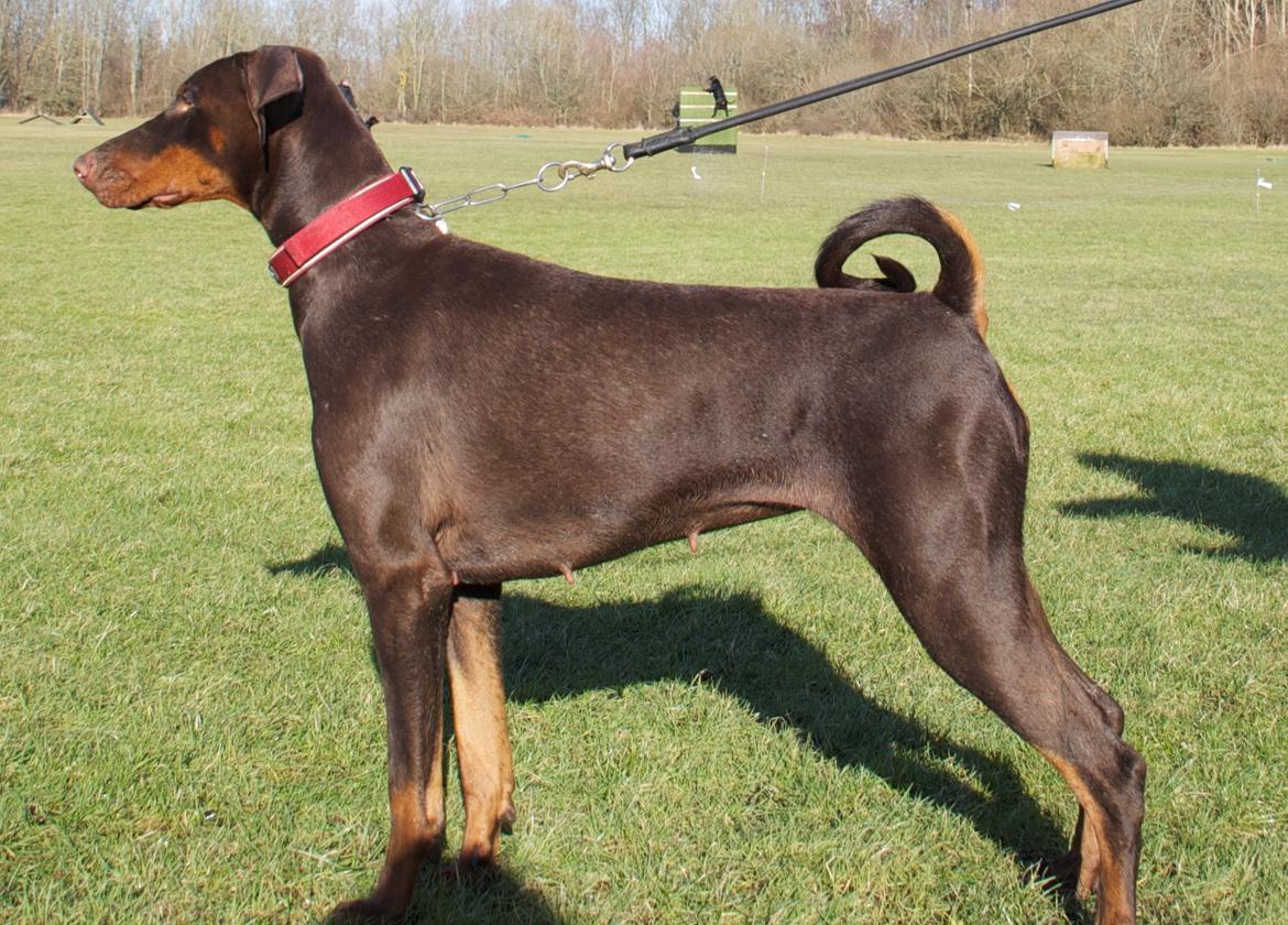 Dobermann Brown Chief Aviva. billede 2