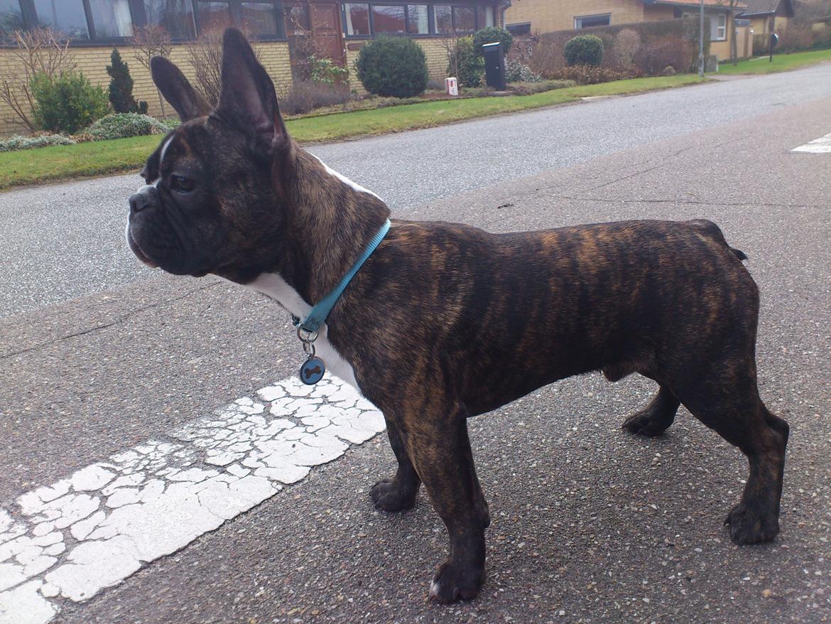 Fransk bulldog Tyson (Himmelhund)  - 6 mdr.  billede 7