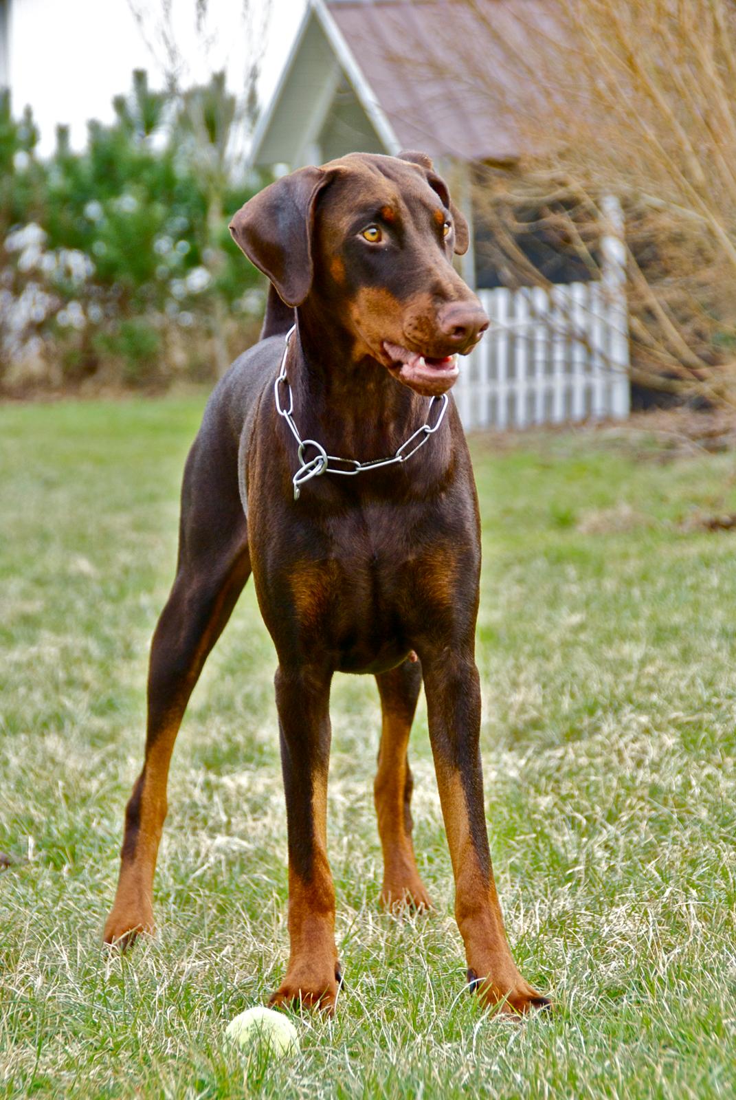 Dobermann Brown Chief Aviva. billede 5