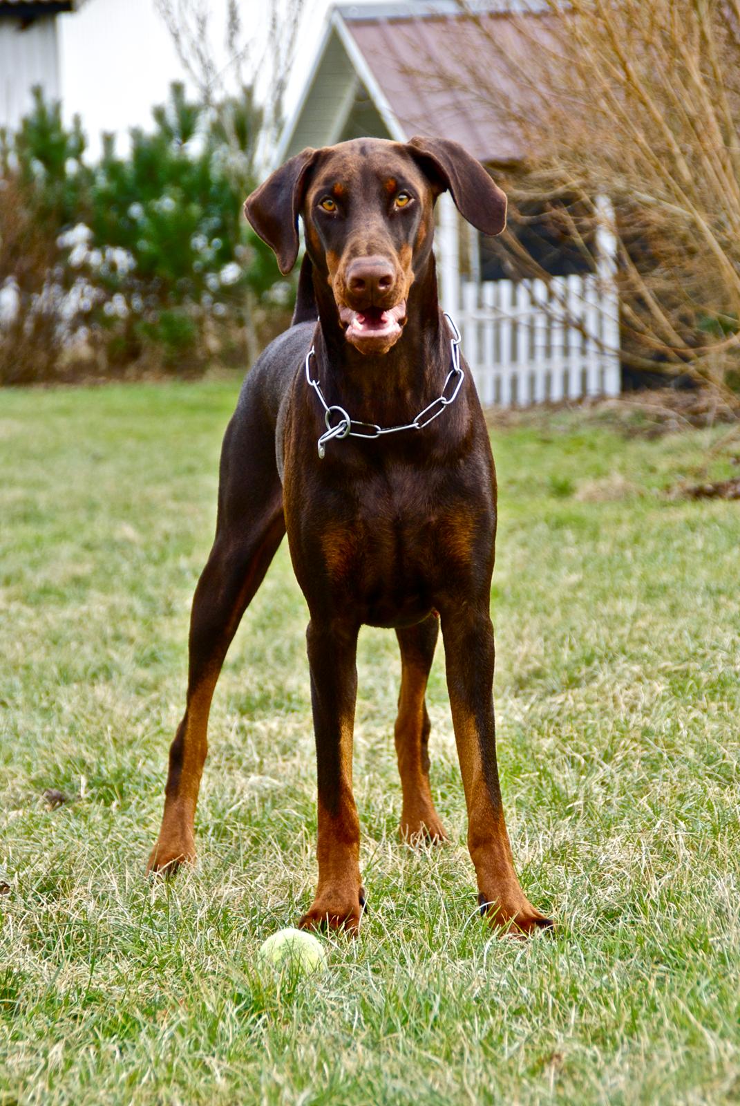 Dobermann Brown Chief Aviva. billede 6