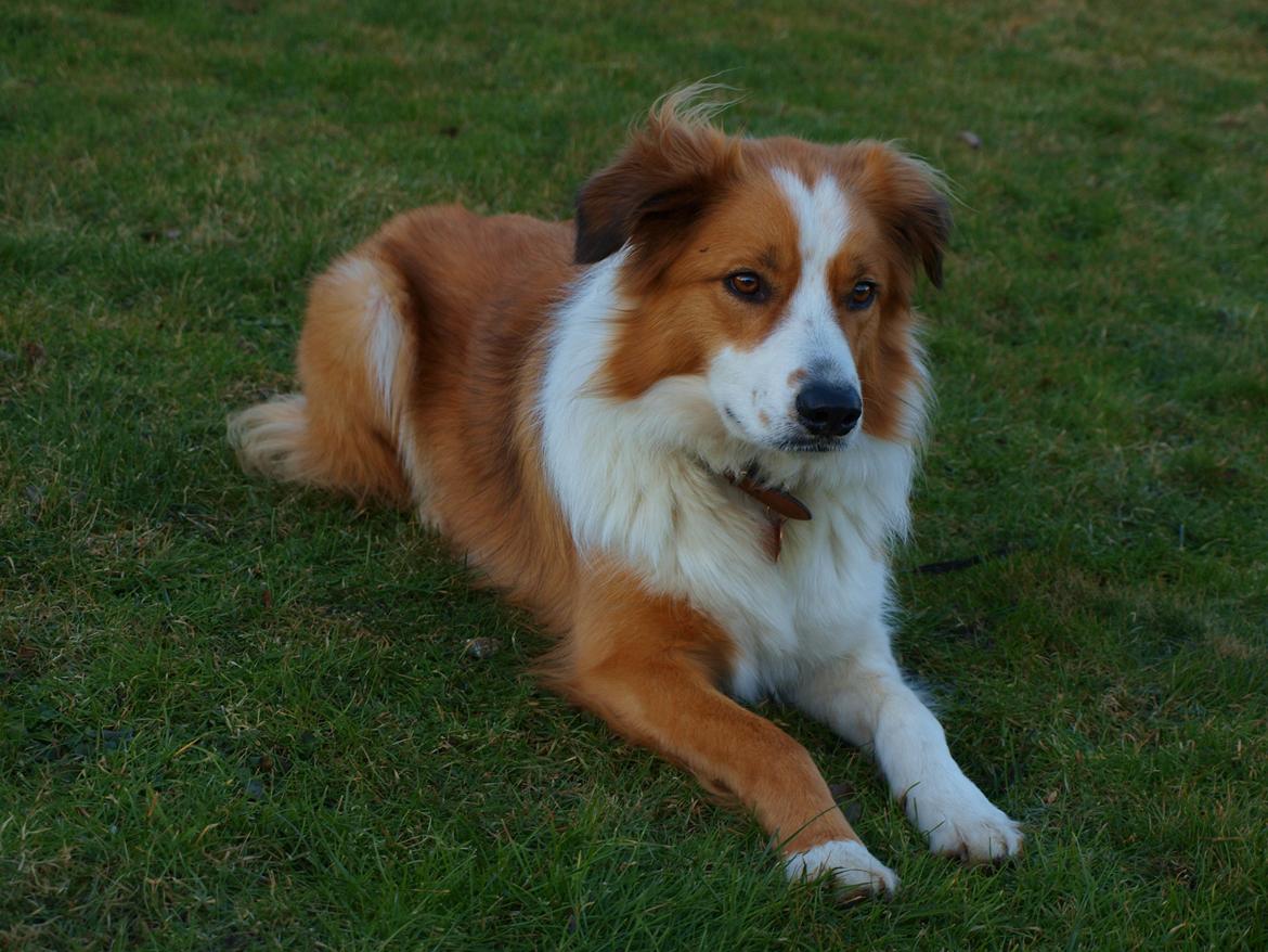 Border collie og Berner sennen, Lotus (Himmelhund) billede 16