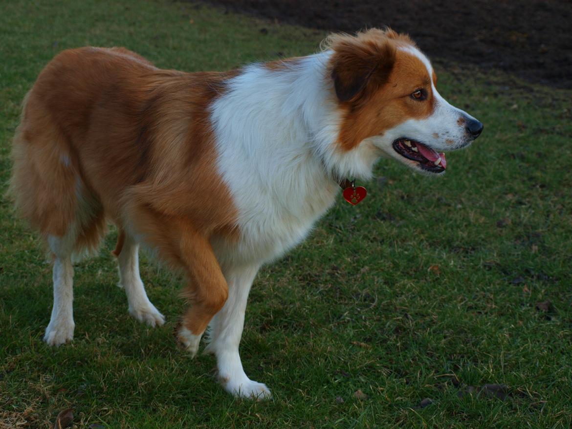 Border collie og Berner sennen, Lotus (Himmelhund) - Lotus som overvejer at hyrde heste billede 7