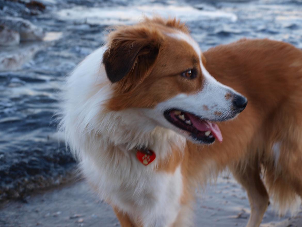 Border collie og Berner sennen, Lotus (Himmelhund) billede 8