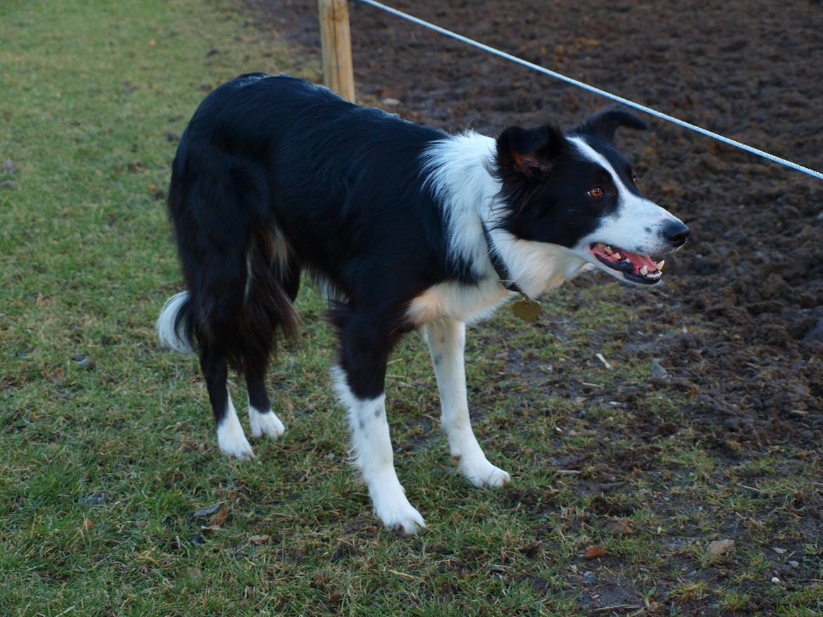 Border collie Aston (Tidl. Hund) billede 7