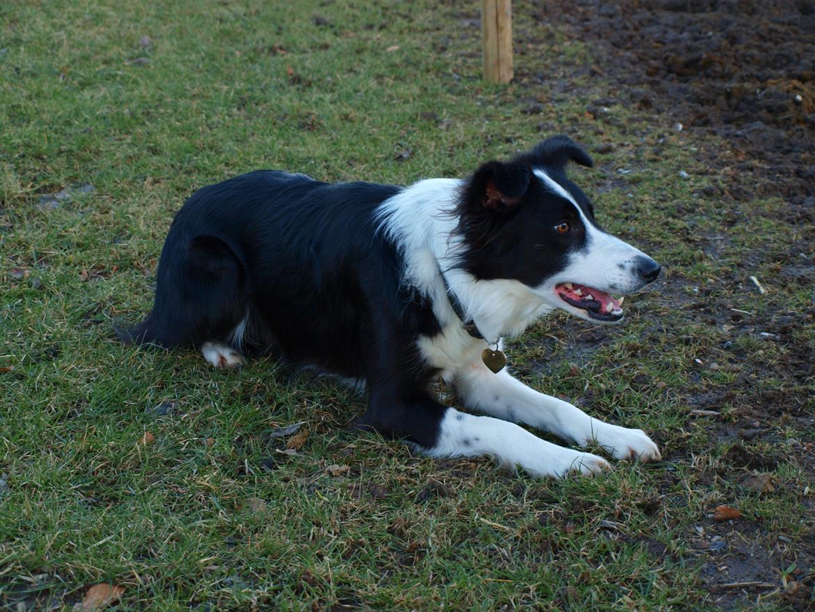 Border collie Aston (Tidl. Hund) - Jeg hyrder...!!! billede 8