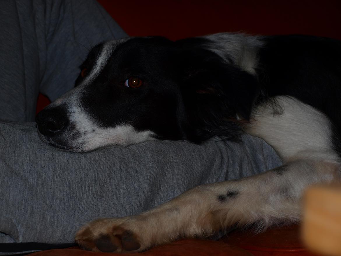 Border collie Aston (Tidl. Hund) - Jeg elsker at putte billede 9