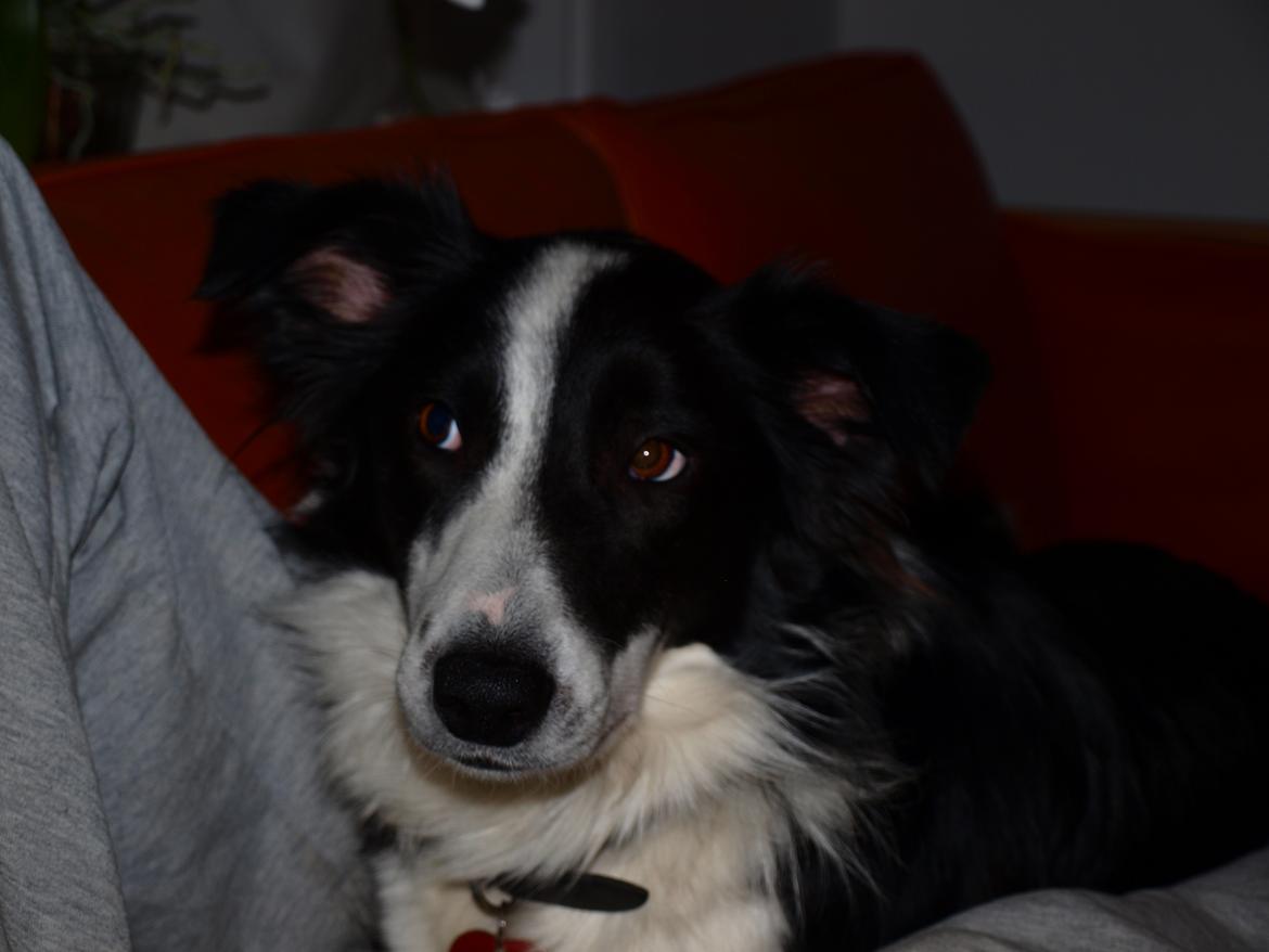 Border collie Aston (Tidl. Hund) billede 10
