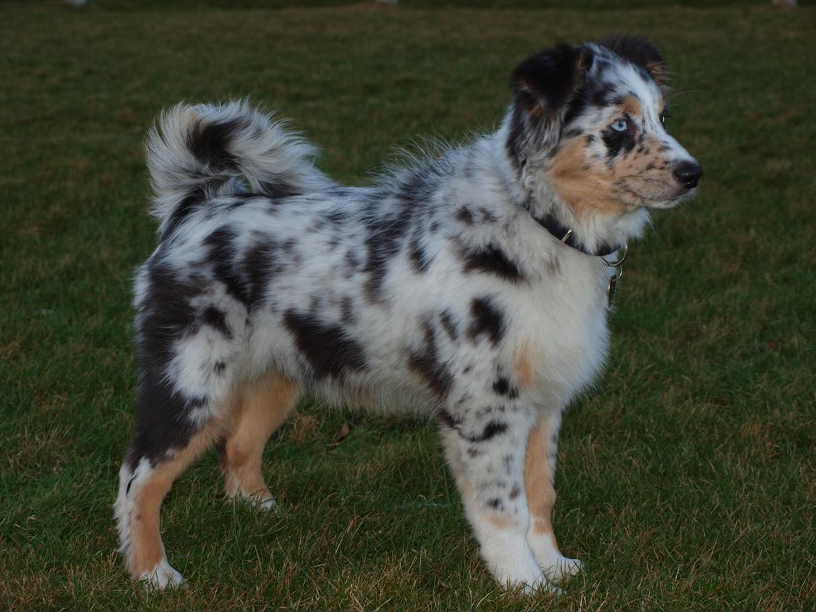 Australian shepherd Godrumgaards Healey - 16 uger billede 8