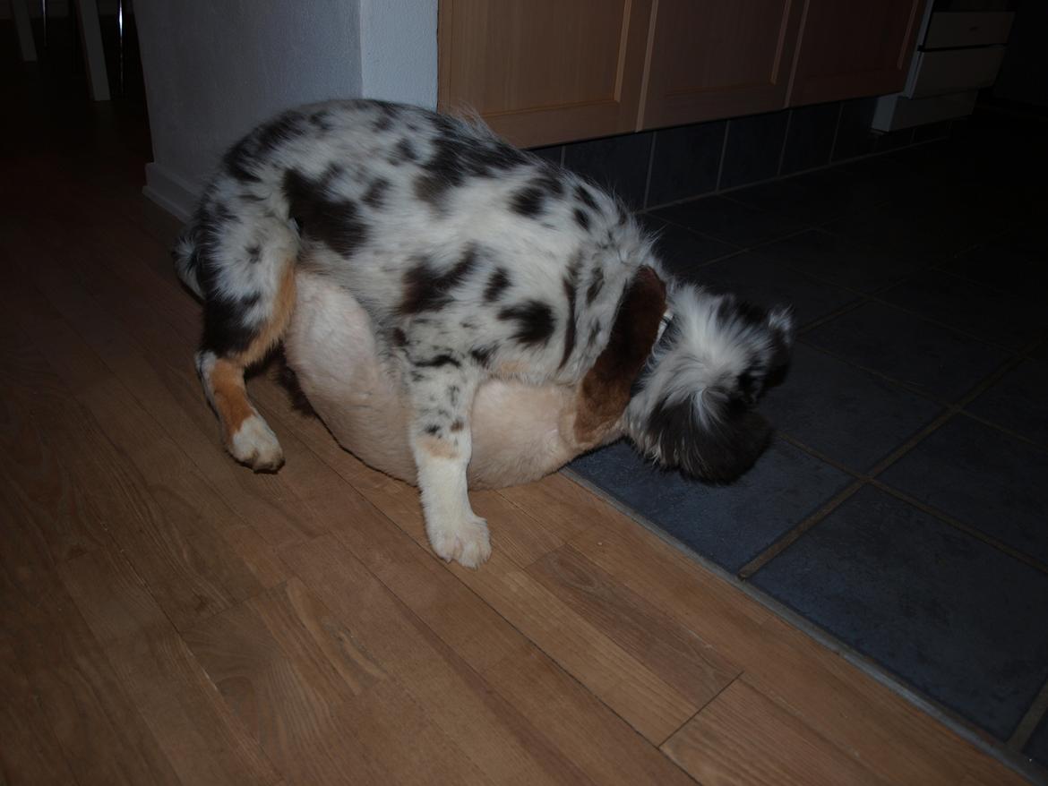 Australian shepherd Godrumgaards Healey - 16 uger, catkiller billede 9